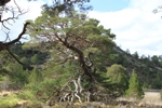 Rothiemurchus